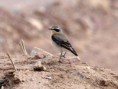 /album/some-overseas-trips/wheatear-eilat-march-2009-jpg/